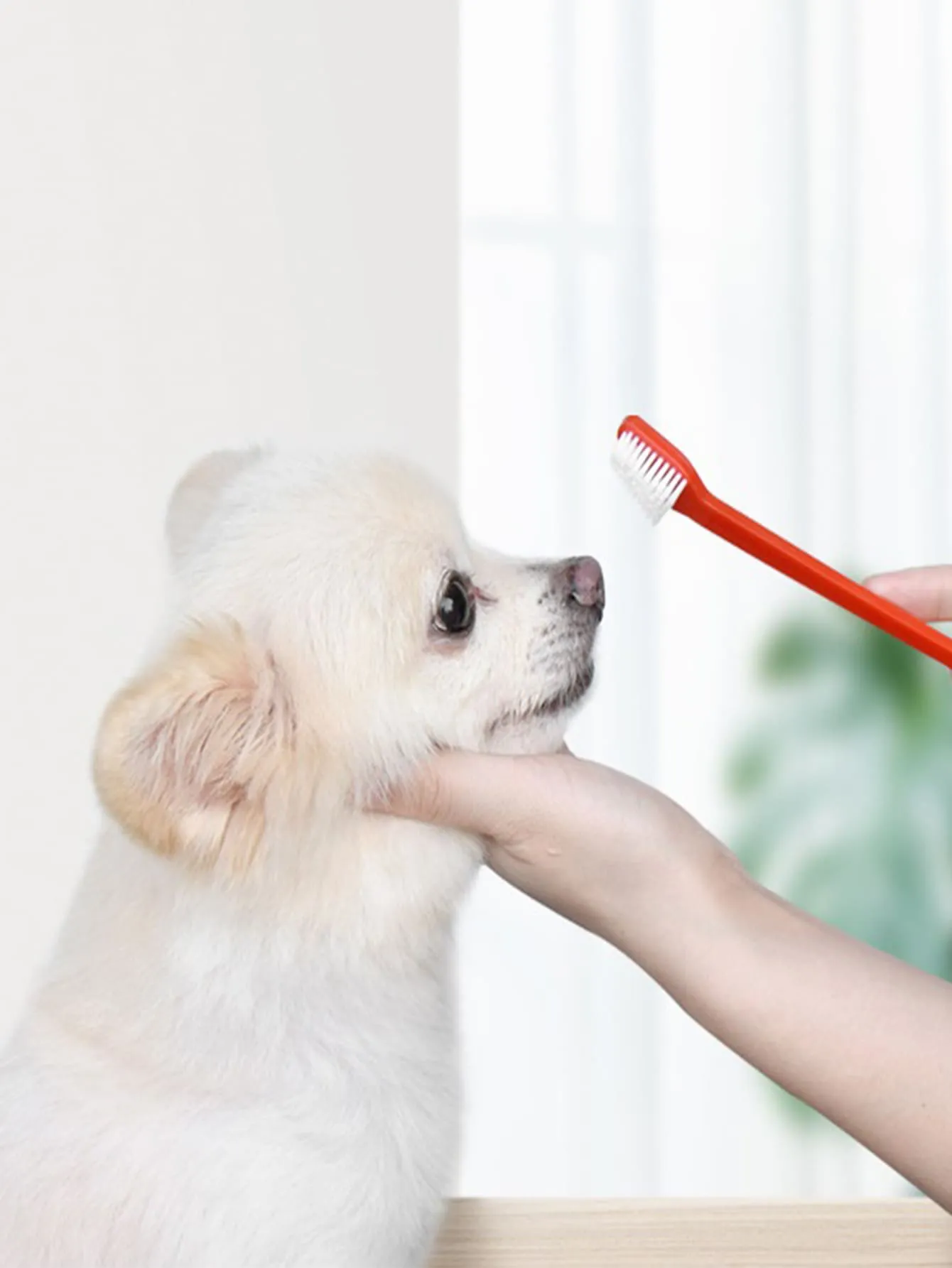 2pcs Double Head Random Color Pet Toothbrush