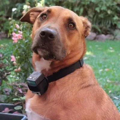 Barktec BT-100 Multi-Pet Citronella Spray Collar for 2 Dogs