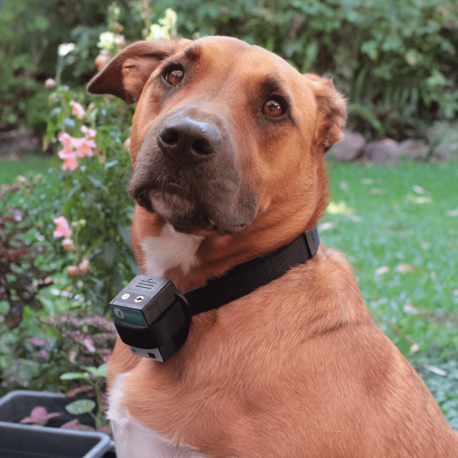 Barktec BT-100 Multi-Pet Citronella Spray Collar for 2 Dogs