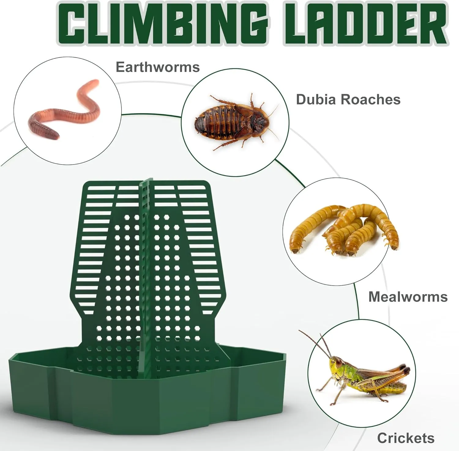 Chameleon Feeding Bowl for Reptile Terrarium, Climbable Design for Reptile to Hunt, Suitable for Feeding Lizards, Bearded Dragons, Geckos, Guardians, Frogs, Green, Large