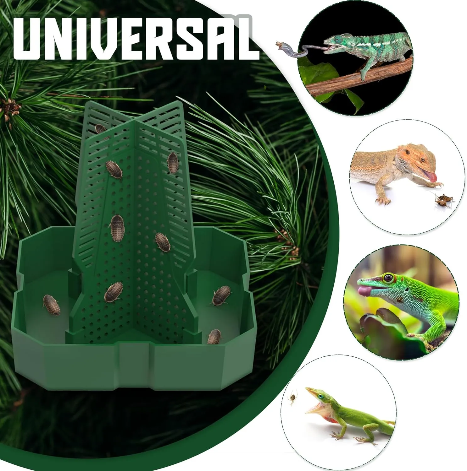 Chameleon Feeding Bowl for Reptile Terrarium, Climbable Design for Reptile to Hunt, Suitable for Feeding Lizards, Bearded Dragons, Geckos, Guardians, Frogs, Green, Large