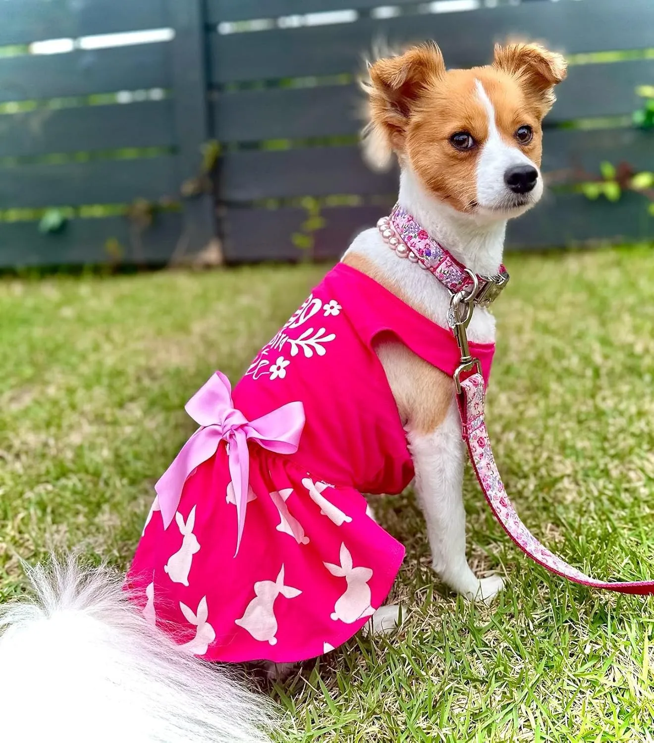 Fitwarm Eggstra Cute Easter Outfit, Bunny Dress, Holiday Clothes for Small Dogs and Cats, Hot Pink, Medium