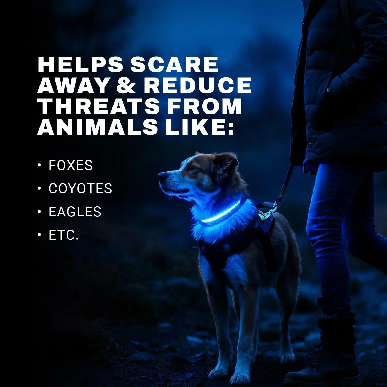 LED Dog Collar - Bright Premium Weatherproof Light Up Collar for Pet Safety, USB C Rechargeable & Adjustable for Small, Medium & Large Dogs (Multicolor, Medium)