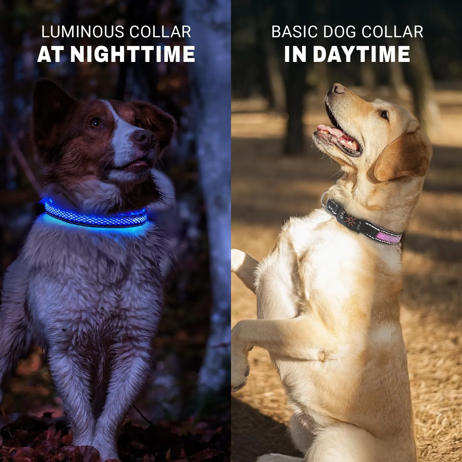 LED Dog Collar - Bright Premium Weatherproof Light Up Collar for Pet Safety, USB C Rechargeable & Adjustable for Small, Medium & Large Dogs (Multicolor, Medium)