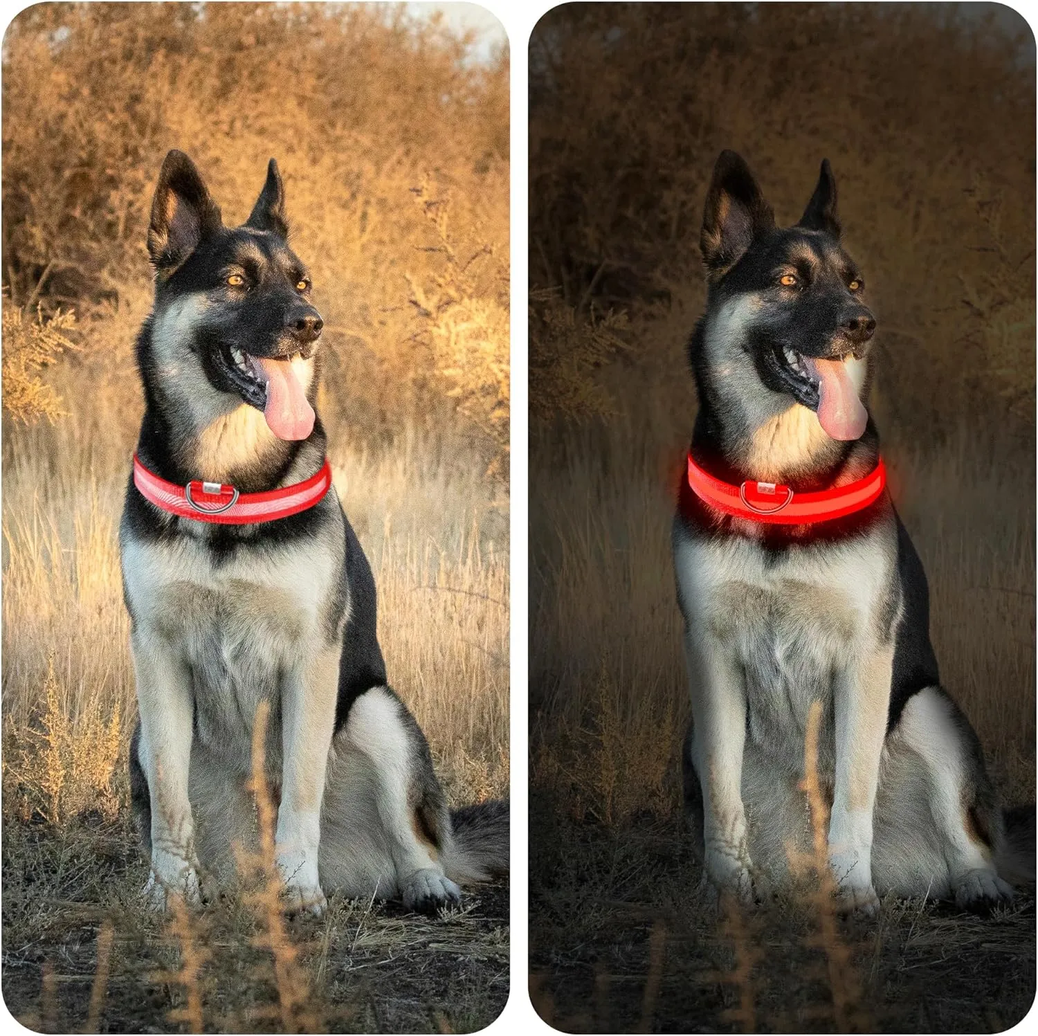 Light Up Dog Collar Rechargeable, LED Dog Collar Waterproof, Glow in Dark Dog Collar, Lighted Dog Collars for Night Walking Charging USB, Safety Dog Collar for Small Medium Large DogsM, Red