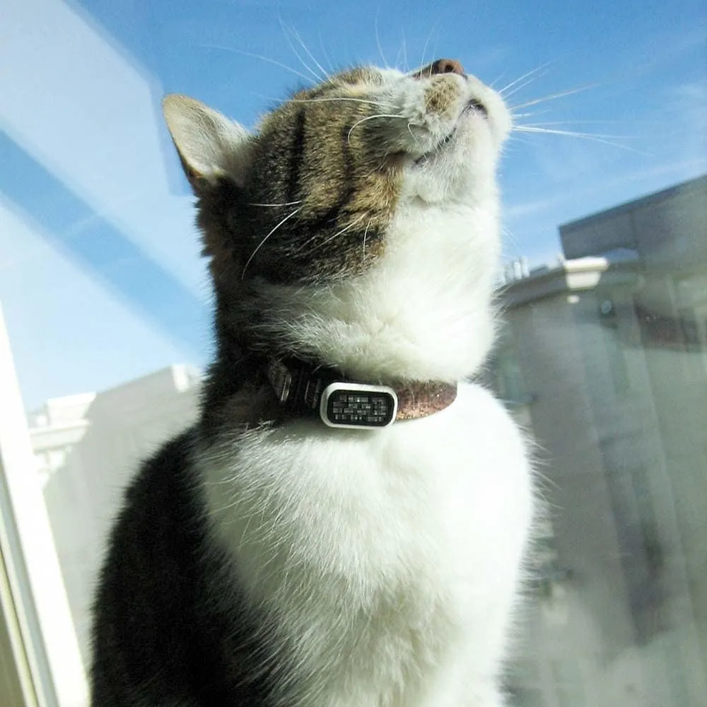 LuckyPet Pet ID Tag: Collar Tag - Attaches Flat to Any Collar - Perfect for Dogs or Cats - Custom Engraved - Durable and Silent! Medium-Black-Rectangle