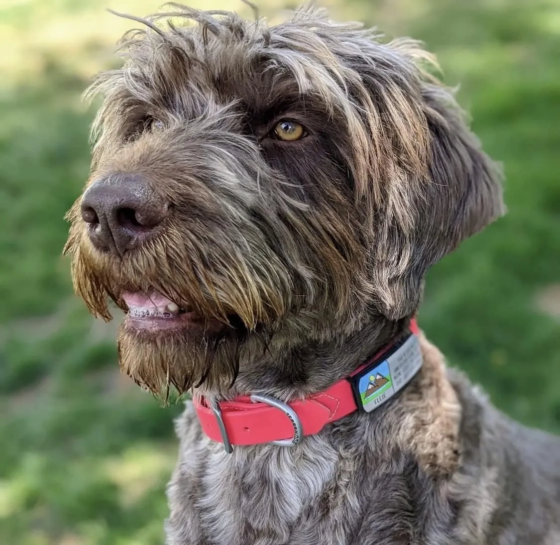 LYP Soundless Slide-On Collar Dog ID Tag - Designer Deep Engraved Silicone  Engraving Will Last - Pet ID Tags, Dog Tags, Cat Tags (Paw - Hot Pink, Medium)