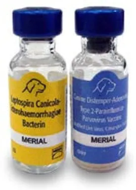Vaccine for 10 Dogs (Including rabies)   - Virtual gift 🎁